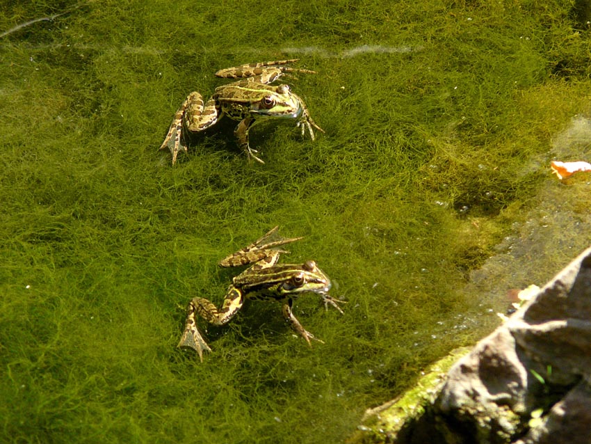 Rio Salivoli (Piombino) - rospi smeraldini in citt!